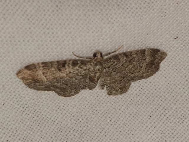 Pasiphila chloerata - hamvas törpearaszoló