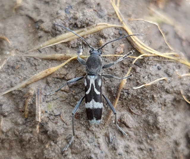 Chlorophorus figuratus - rajzos darázscincér