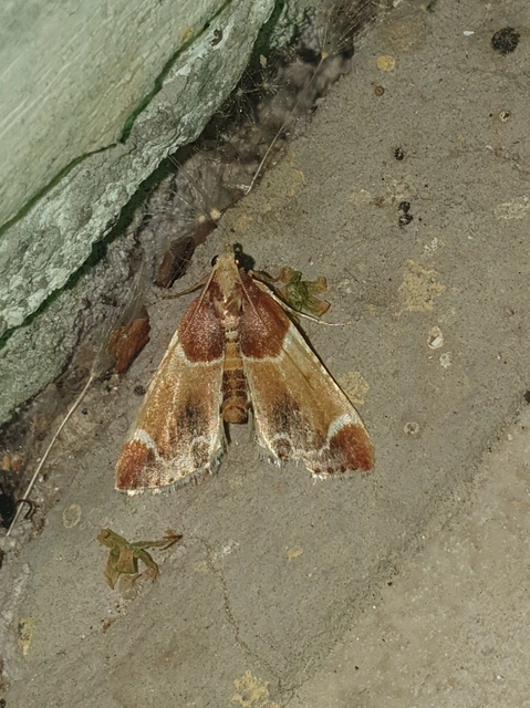 Pyralis farinalis - lisztilonca