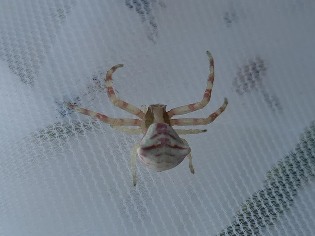 Thomisus onustus - fehér karolópók