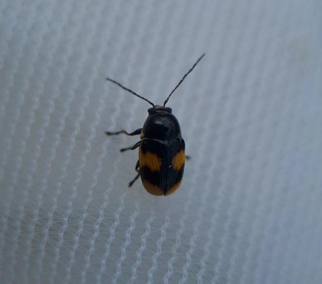 Cryptocephalus moraei - közönséges zömökbogár