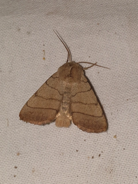 Charanyca trigrammica - háromsávos lombbagoly