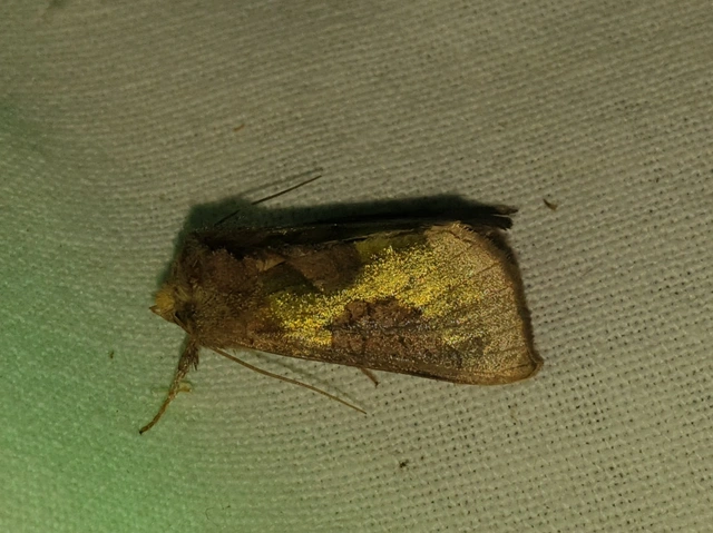 Diachrysia stenochrysis - rejtőző aranybagoly