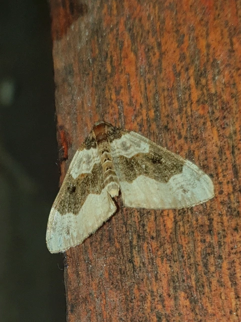 Cosmorhoe ocellata - szemes galajaraszoló