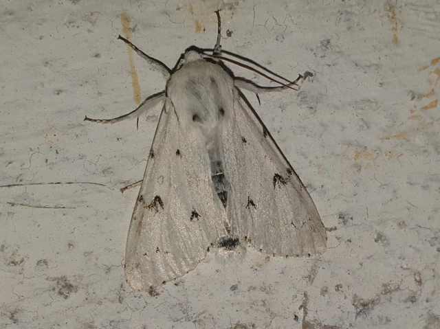 Acronicta leporina - fehér szigonyosbagoly