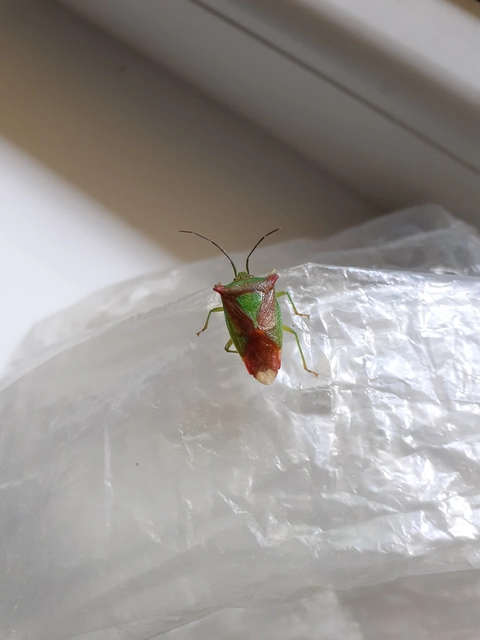 Acanthosoma haemorrhoidale - nagy dajkapoloska Acanthosoma haemorrhoidale - nagy dajkapoloska