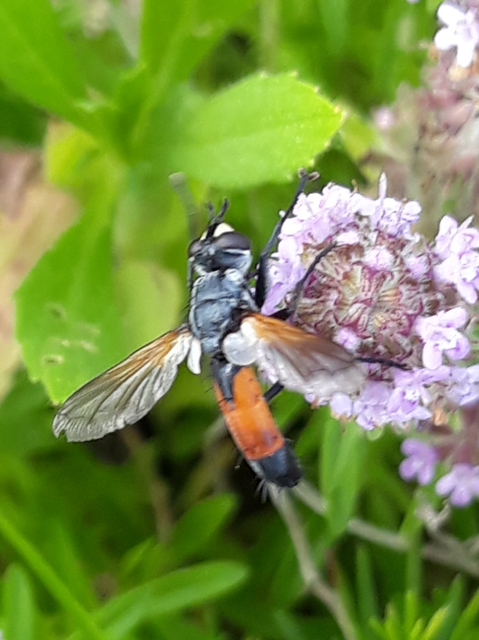 Cylindromyia