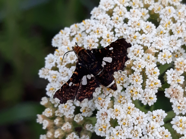 Thyris fenestrella - gyakori ablakosmoly