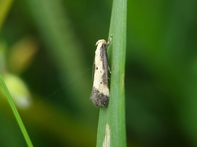 Brachmia dimidiella - citromkocsord-lápimoly