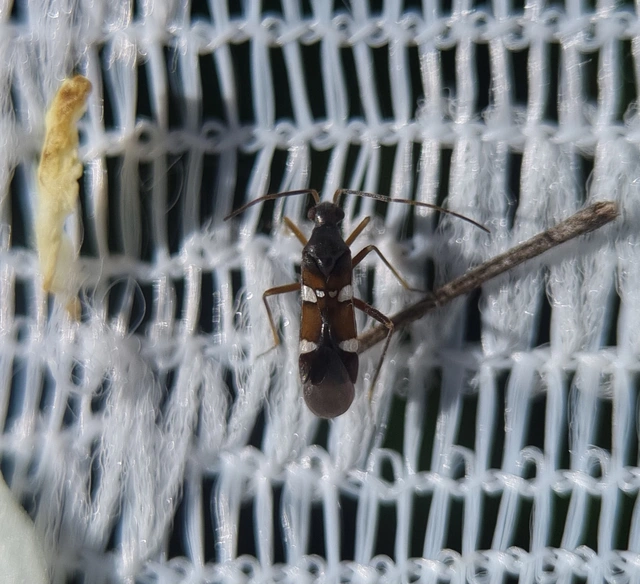 Systellonotus triguttatus - ezüstcsíkos mezeipoloska