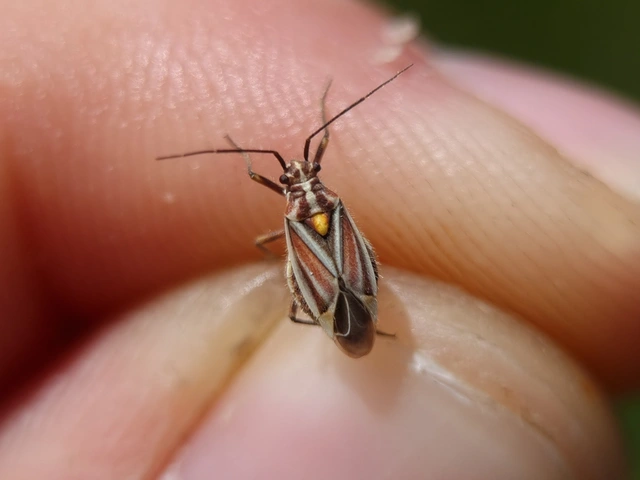 Horistus orientalis