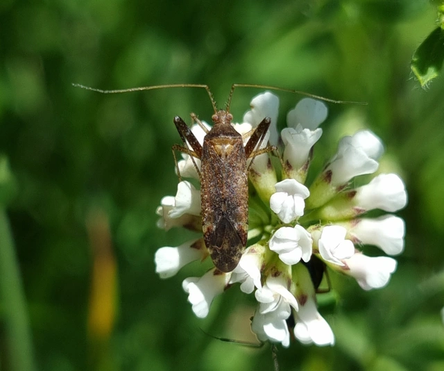 Phytocoris