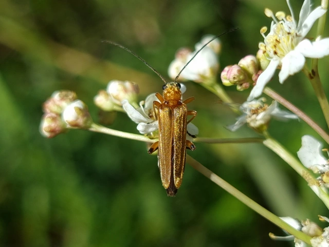 Oedemera podagrariae - székfű-álcincér