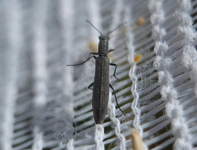 Dolichosoma lineare - ösztövér karimásbogár