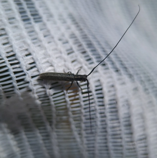 Calamobius filum - hosszúcsápú szalmacincér