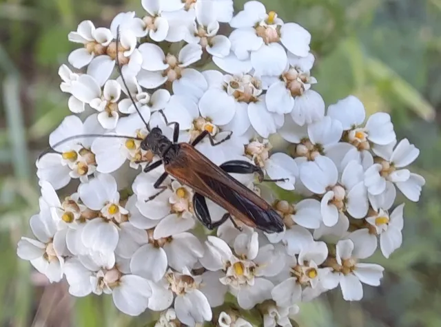 Oedemera femorata - sárgahátú álcincér