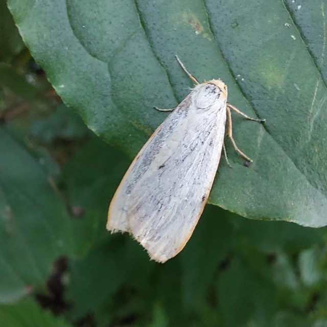 Cybosia mesomella - csontszínű molyszövő Cybosia mesomella - csontszínű molyszövő