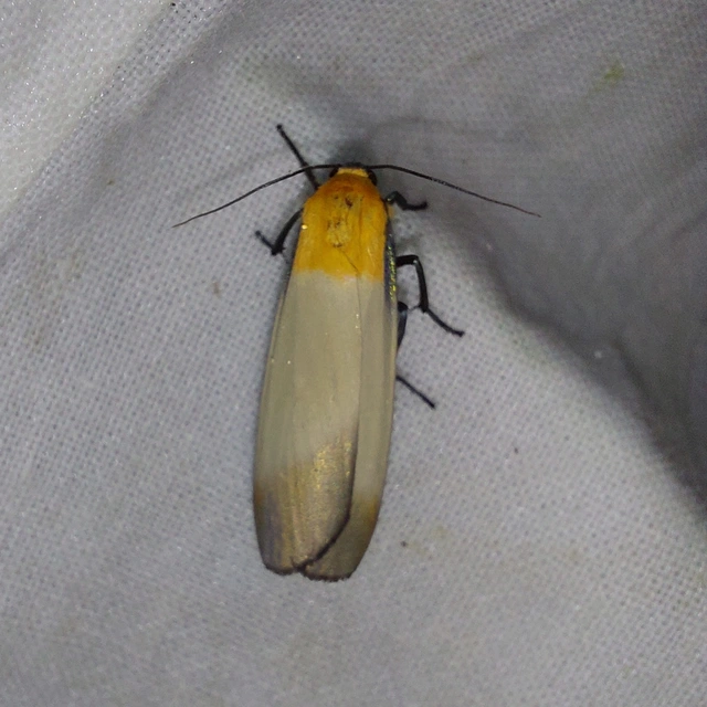 Lithosia quadra - négypettyes zuzmószövő