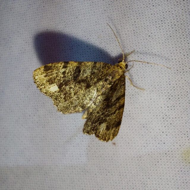 Parectropis similaria - barna zuzmóaraszoló