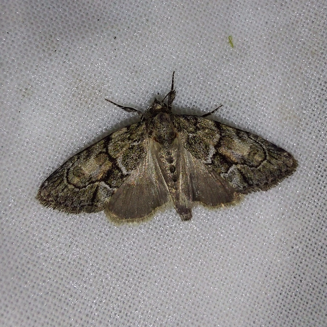 Cryphia fraudatricula - homoki zuzmóbagoly