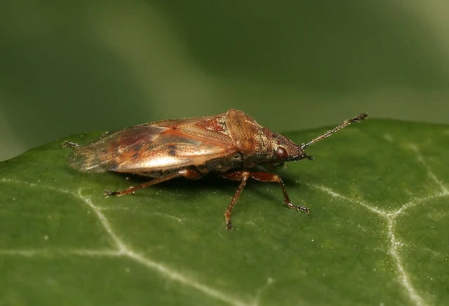 Kleidocerys resedae - nyírbodobács Kleidocerys resedae - nyírbodobács