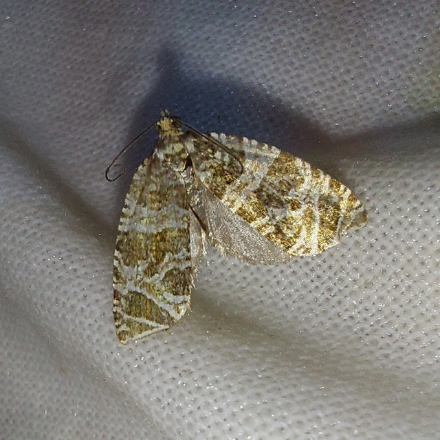 Celypha rivulana - dudvasodró tükrösmoly