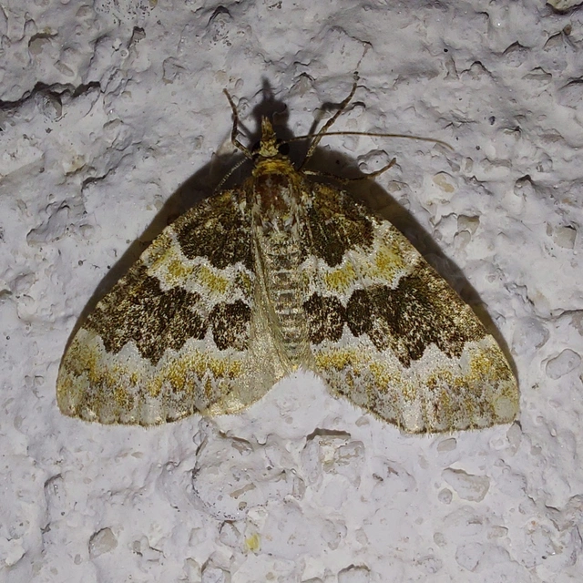 Electrophaes corylata - mogyoró-araszoló