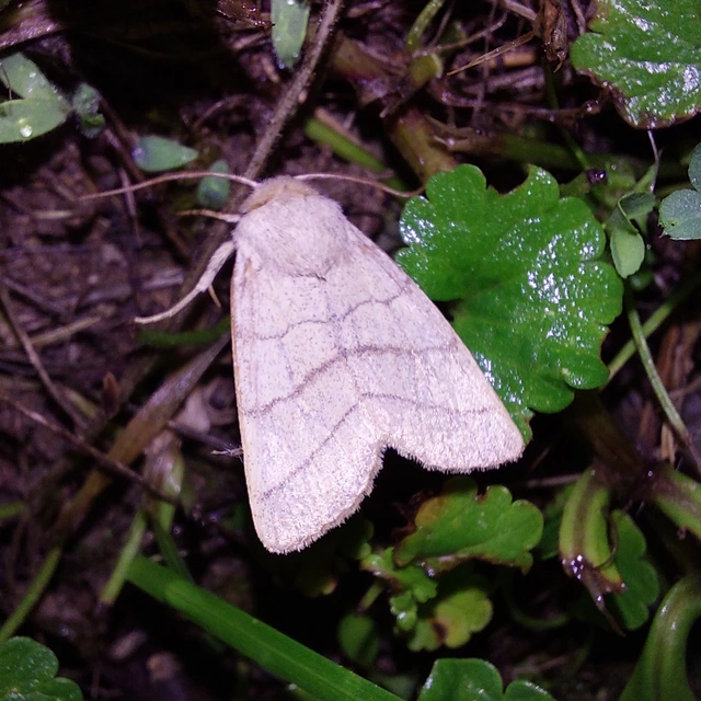 Charanyca trigrammica - háromsávos lombbagoly