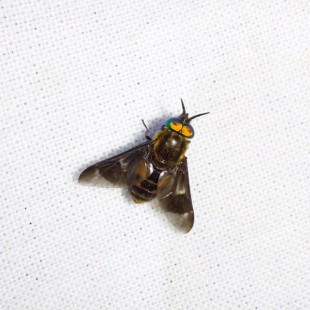 Chrysops
