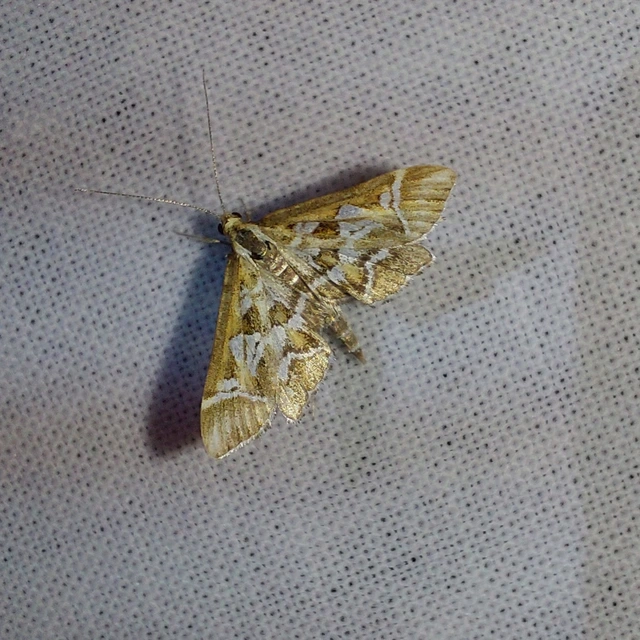 Diasemia reticularis - betűmintás tűzmoly