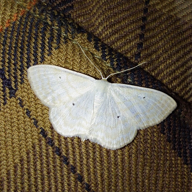 Scopula immutata - réti fehéraraszoló