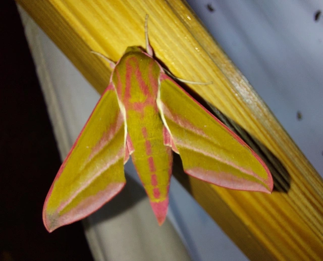Deilephila elpenor - szőlőszender