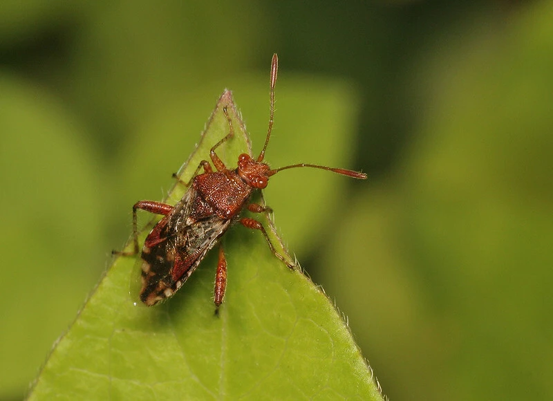 Rhopalus subrufus - vörös üvegszárnyú-poloska