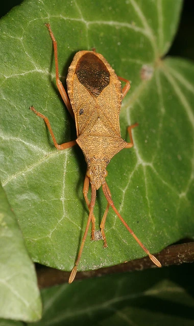 Gonocerus acuteangulatus - aranypetés karimáspoloska