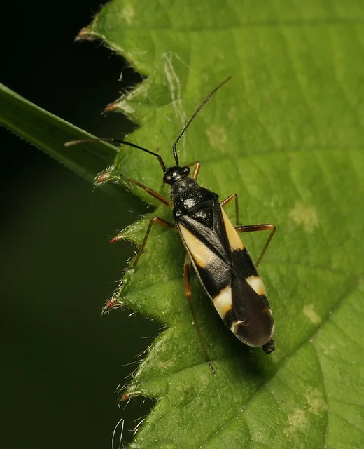 Dryophilocoris flavoquadrimaculatus - sárgafoltos mezeipoloska