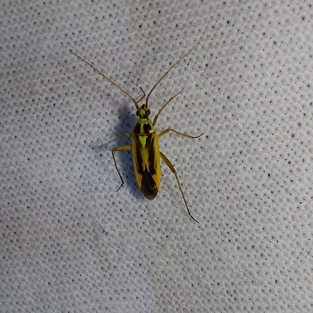 Stenotus binotatus - kétfoltos mezeipoloska
