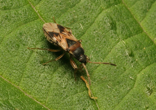 Scolopostethus Scolopostethus