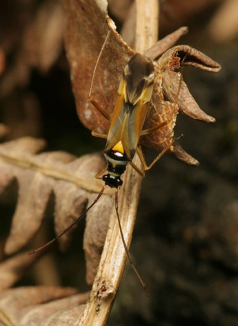 Cyllecoris histrionius - vörössávos mezeipoloska