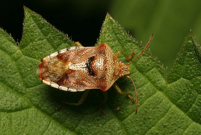 Elasmucha grisea - nyír-dajkapoloska Elasmucha grisea - nyír-dajkapoloska