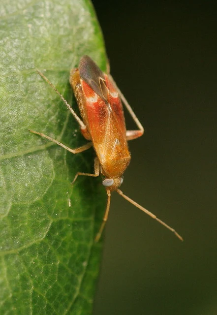 Psallus Psallus