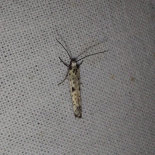 Yponomeuta irrorella - pókhálós kökénymoly