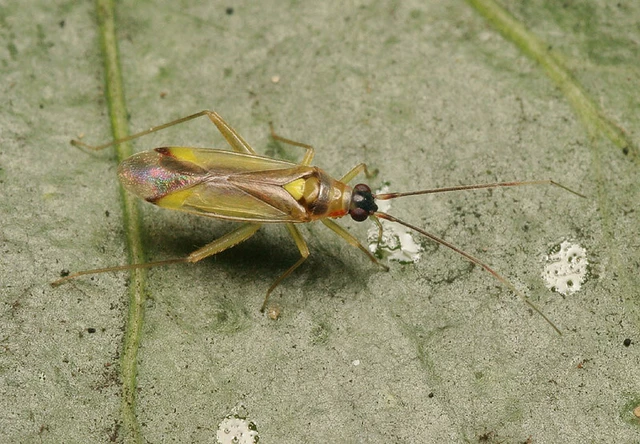 Campyloneura virgula Campyloneura virgula