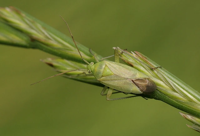 Lygocoris pabulinus - smaragd mezeipoloska