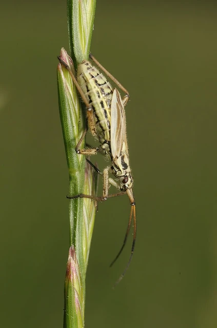 Leptopterna dolabrata - közönséges mezeipoloska
