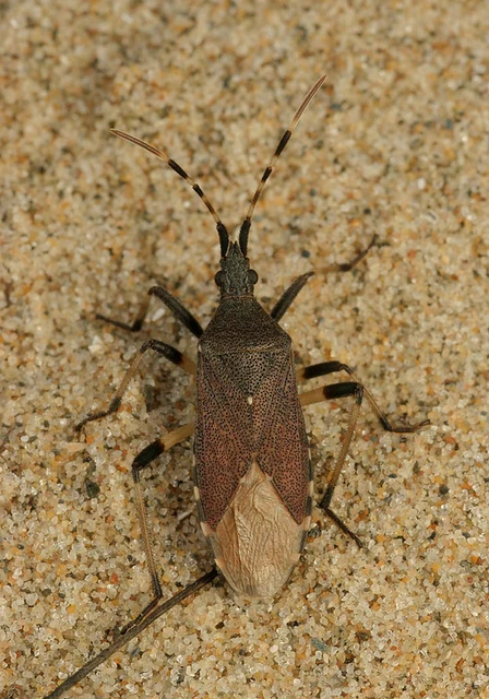 Dicranocephalus agilis - gyűrűscsápú karimáspoloska