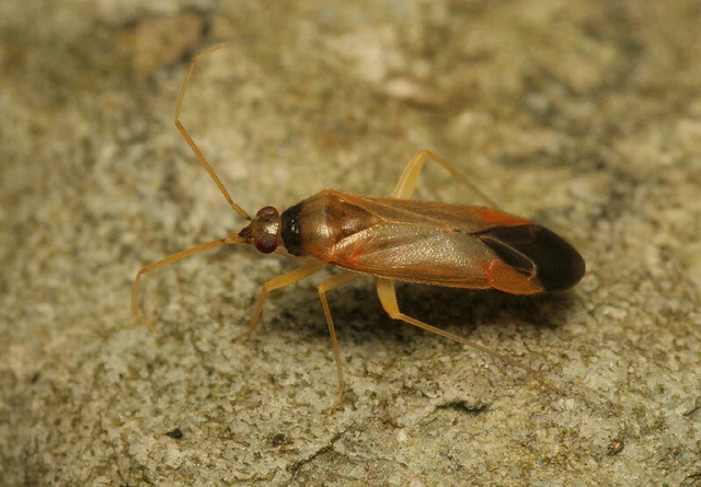 Phylus melanocephalus