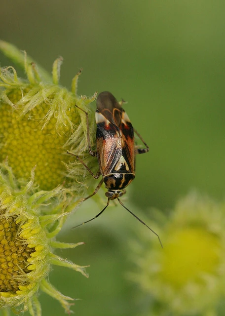 Lygus pratensis - változó mezeipoloska