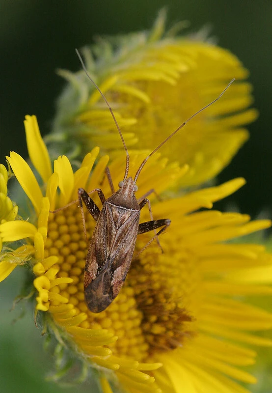 Phytocoris varipes - tarkalábú fapoloska