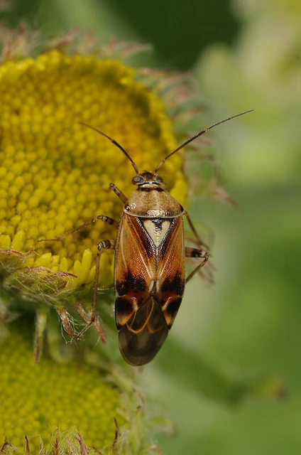 Lygus pratensis - változó mezeipoloska