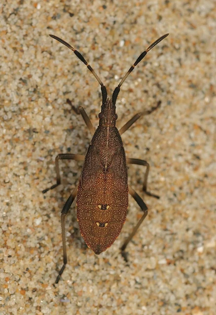 Dicranocephalus agilis - gyűrűscsápú karimáspoloska